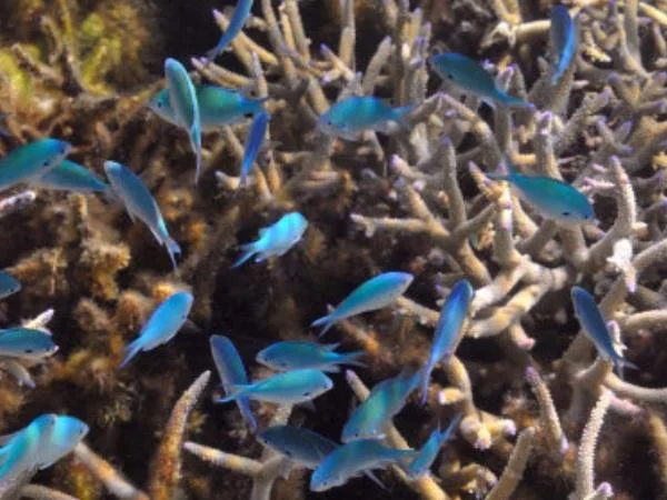 City Centre walk and snorkeling tour