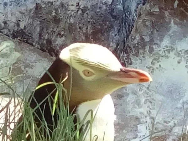 Dunedin Spectacular Scenery and Unique Wildlife Full Day Tour