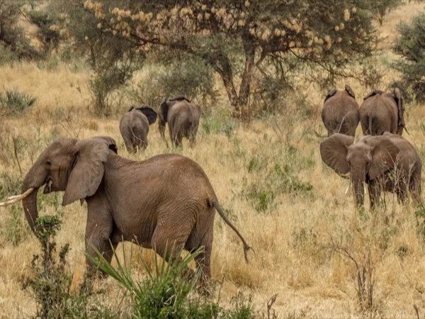 4 days Safari to the Meru National Park and Samburu National Reserve