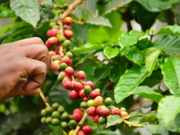 Half Day Coffee Farm Tour
