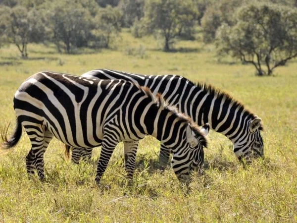 Day Tour to Lake Naivasha, Hells Gate and Crescent Island Naivasha