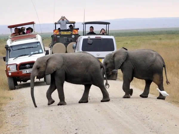 2 Days Game Drive To Amboseli National Park Tour.