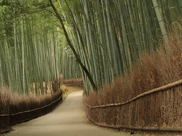 Private Half Day Walking Tour of the Bamboo Grove in Arashiyama