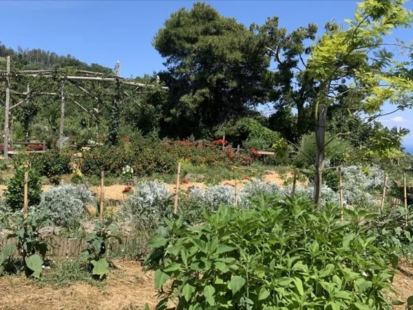Sorrento Countryside with Lemon Tour & Lunch in a Farm (up to 4 People)