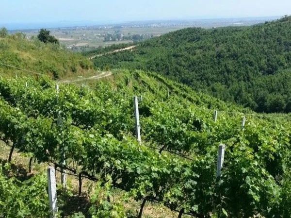 Discover Albanian history and winery - A full Day Private Tour
