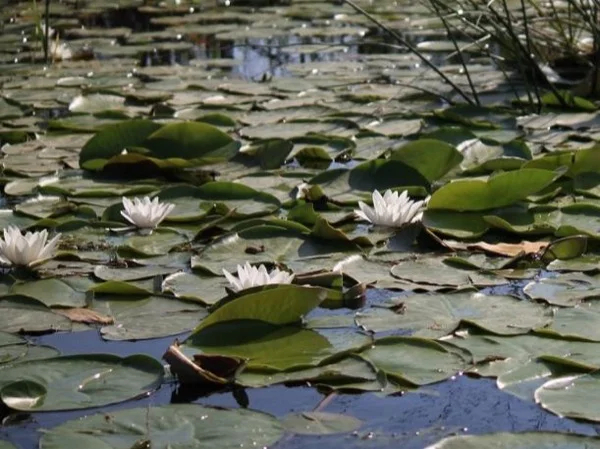 Danube Delta wonders, two days tour from Constanta