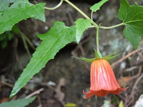 Laurel Forest Anaga Hike