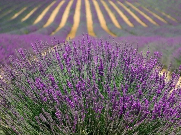 Lavender road & Pays de Sault (only from Mid June to End of July)