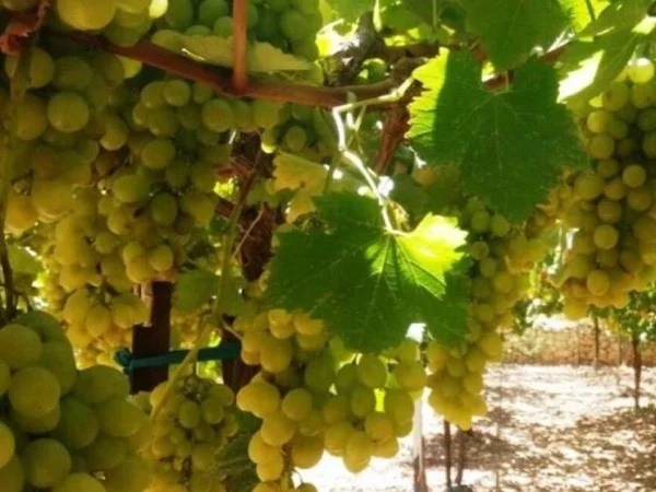 Enjoying best wineries and wine tasting at the North of Israel
