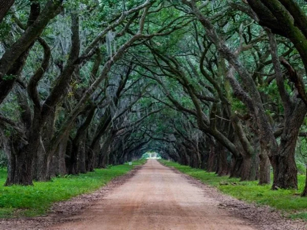 Private Tour of Evergreen Plantation &amp; New Orleans