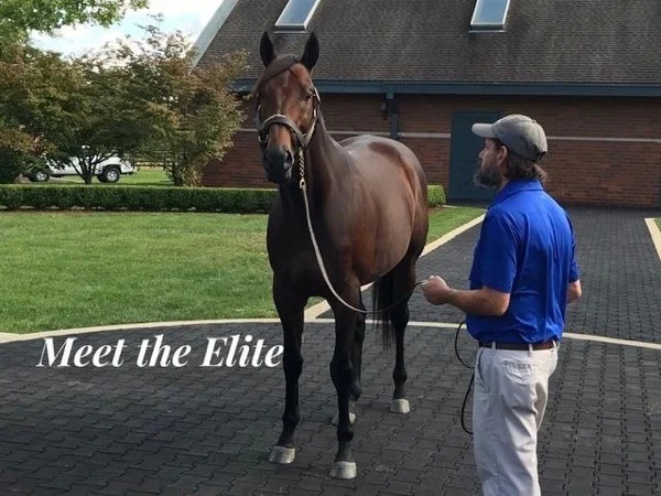 Meet The Elite: Lexington's Champion Horse Farms Full Day Tour