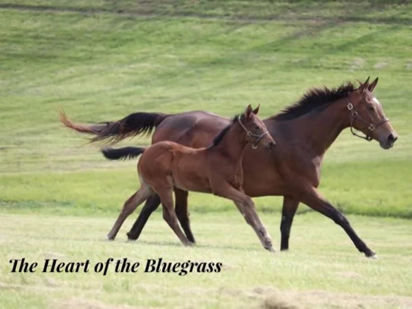 The Heart of the Bluegrass and City Highlights Full Day Tour