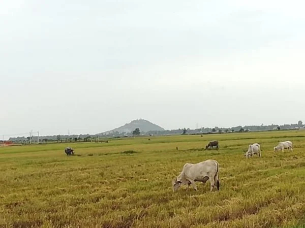 Siem Reap, Angkor Wat and the Countryside