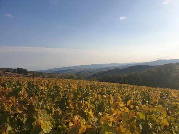 Beaujolais wine tour - Full Day