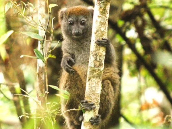 Madagascar Rainforest Experience from Antananarivo - Multi-day Tour