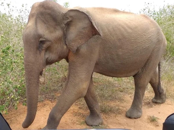 Full Day Private Bundala Safari Tour