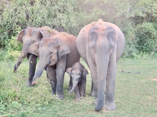Full Day Private yala safari tours