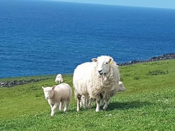 Dingle Peninsula Photography Tour from Killarney