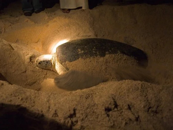 Turtles by Night Package - Oman