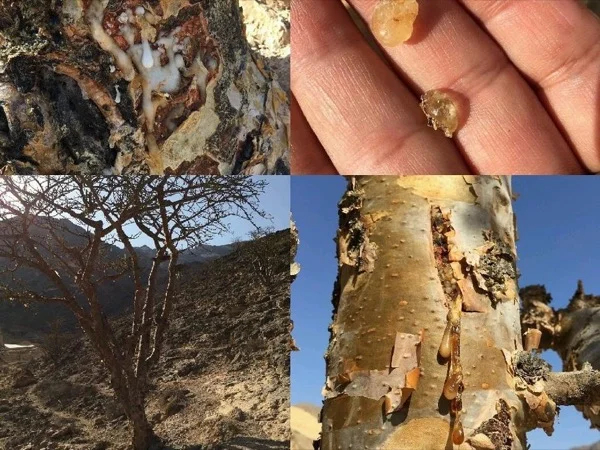 Frankincense Trail (West Salalah)