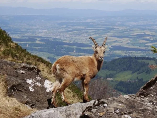 Day excursion with hiking sections to Mount Pilatus - 10hr Tour
