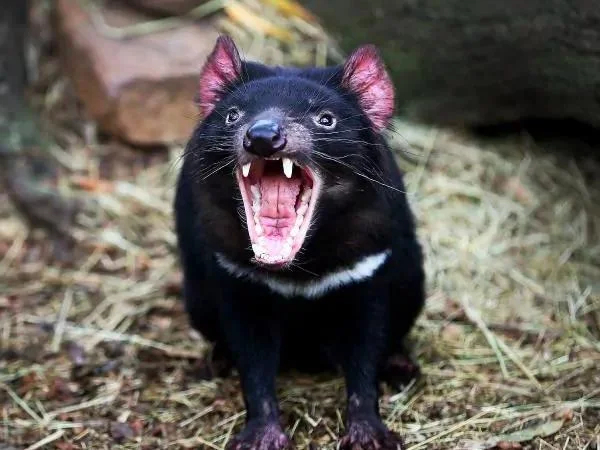 Tasmanian Devil Experience - Private Tour