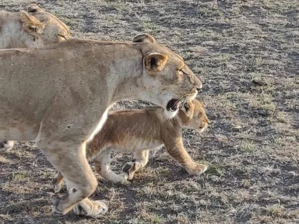 7 days/6 nights Nairobi-Samburu-Ol Pejeta-Lake Nakuru-Maasai Mara Private tour