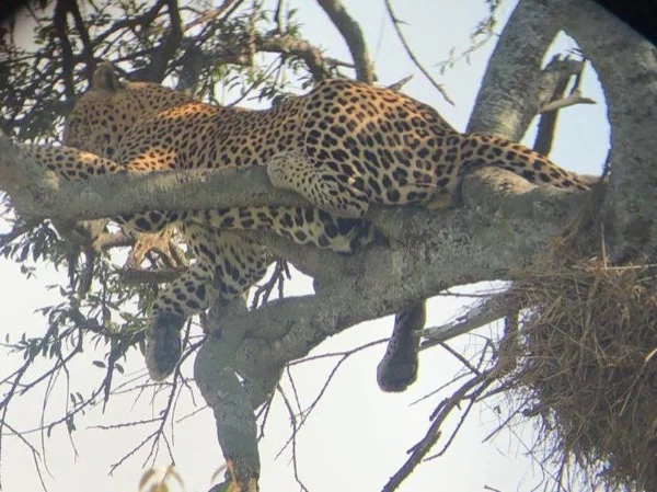 6 days/5 nights Nairobi-Maasai Mara-Hell's Gate-Crater Lake-Amboseli-Private Safari