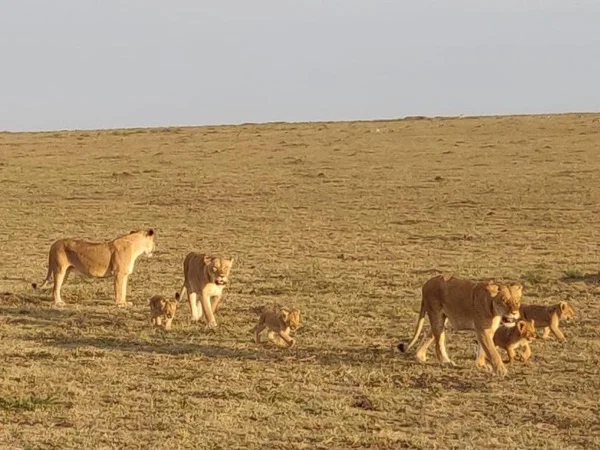 Kenya-Tanzania Wilderness Safari