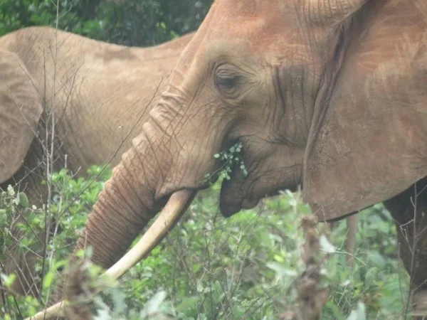 8 Days/7 Nights Nairobi-Masai Mara, Mount Kenya, Meru, Aberdares Park, Lake Naivasha, Hell's Gate tour