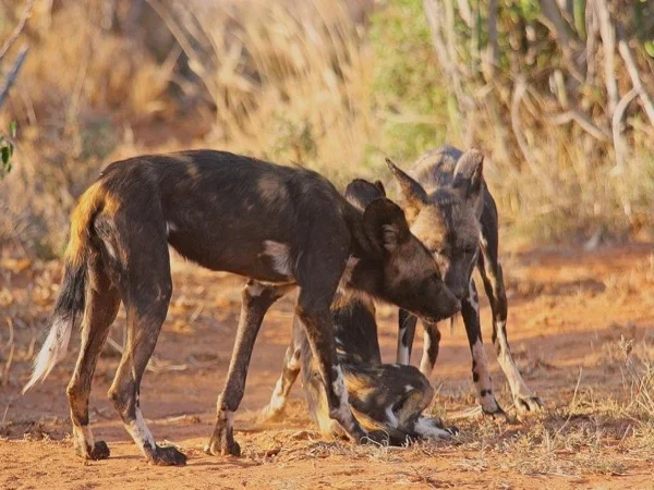 8 days, best of Tsavo West - Amboseli - Nakuru - Mara Safari!