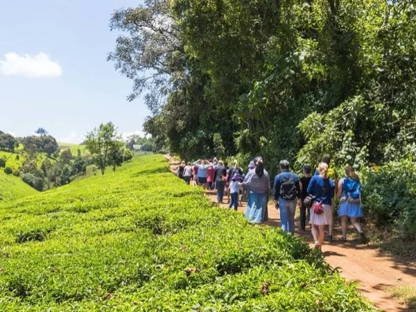 Nairobi tea farm private tours