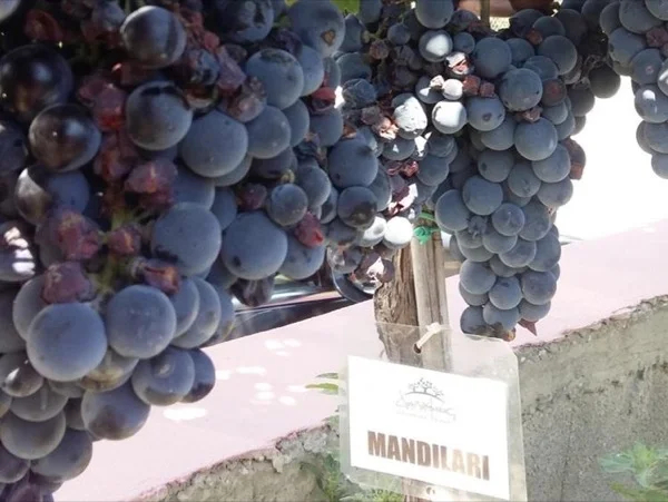 Southeastern Crete Half Day Food and Wine tour