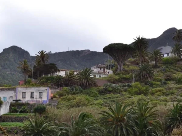 Anaga Rainforest & La Laguna