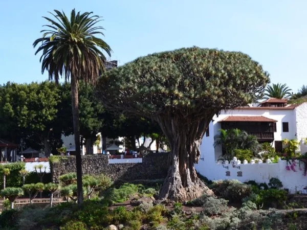 Tenerife Northern Coast Tour
