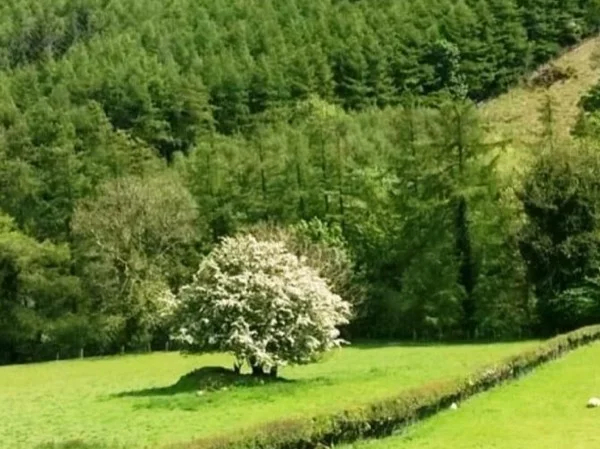 Irish Fairies and Folklore Tour