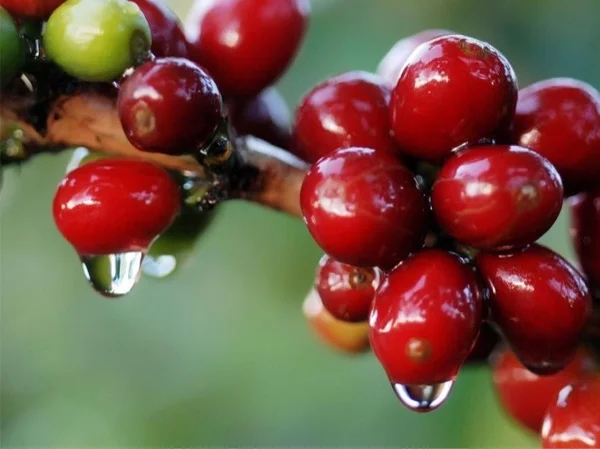 Private tour full day to the Coffee Plantations and Orchid Gardens