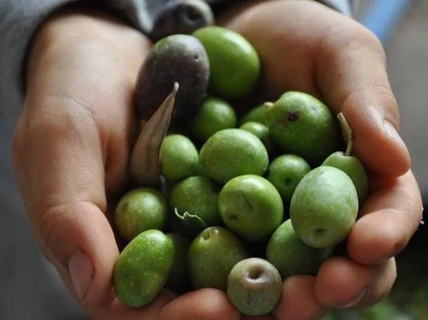 Blend of unique Kotor experience and olive oil tasting