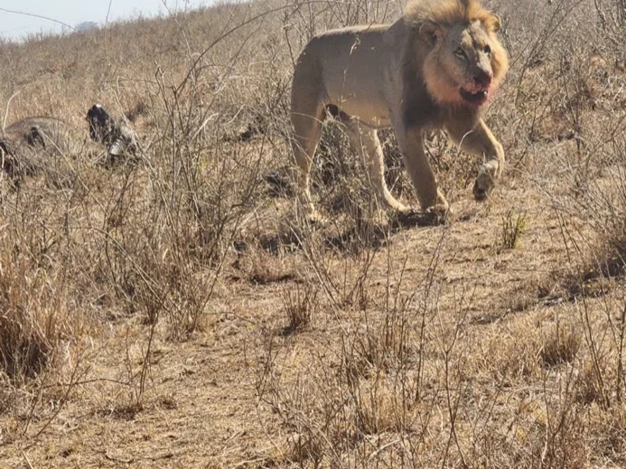 Nairobi National Park Safari - Private Tour