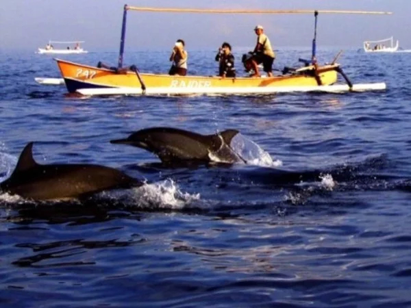 Bali Dolphin Watching & Git-Git Waterfall Full Day Tour
