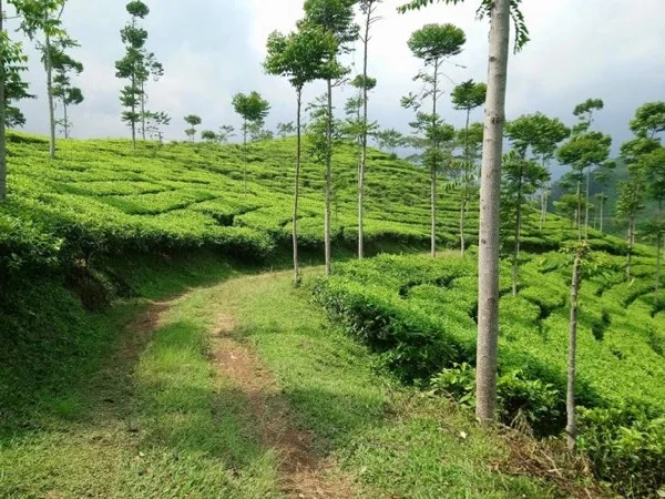 Mangkunegaran Legacy Trail