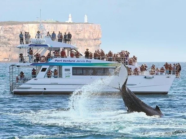 Private Tour to Jervis Bay with dolphin watch cruise, blowholes, magnificent coastal views and the whitest beaches in Australia