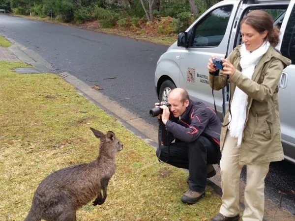 Australian Nature experience - see kangaroos in the wild - stunning lookouts and Aboriginal Rock Carvings