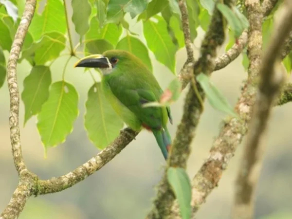 Birding or Hiking in the Cloud Forest around Medellin City