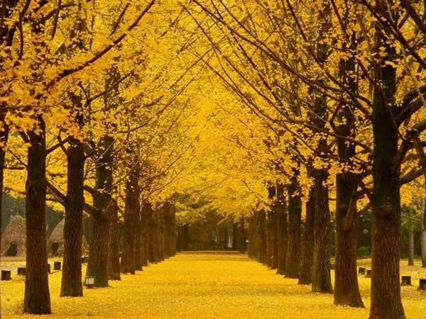 Nami Island and Petite France Full Day Tour from Seoul