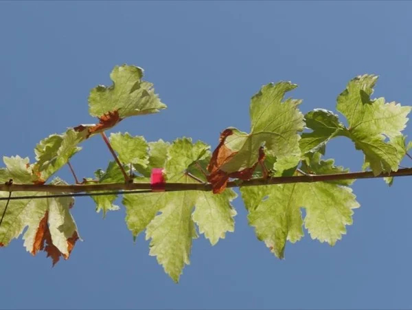 Cover media image