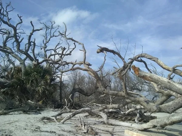 Full-Day Golden Isles Tour of St. Simons, Jekyll & Brunswick