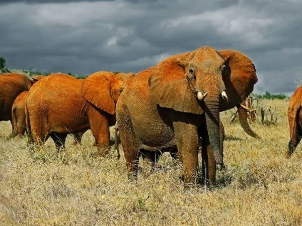 (4 Days) Amboseli National Park and Tsavo Private Safari