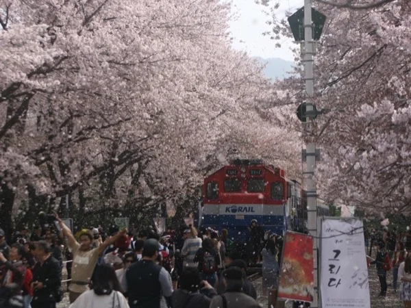 Jinhae cherry blossom festival - Only on blooming season