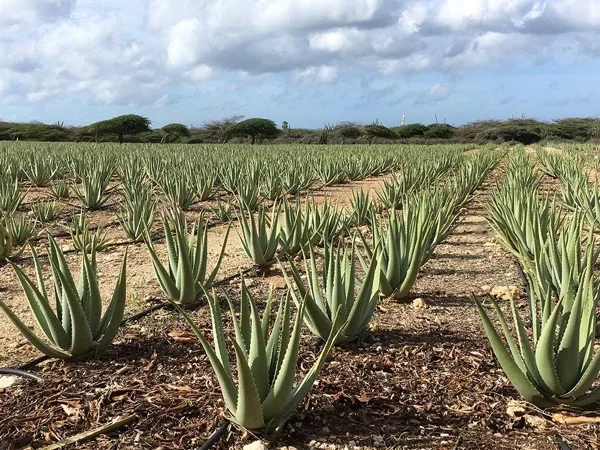 Aloe Farm and Factory Private Guided Tour